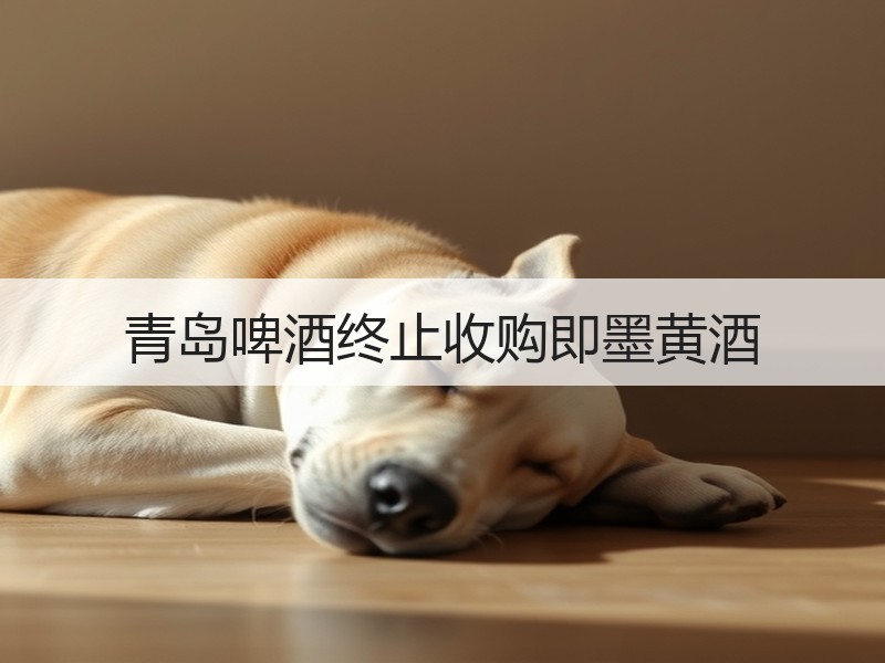 青岛啤酒终止收购即墨黄酒