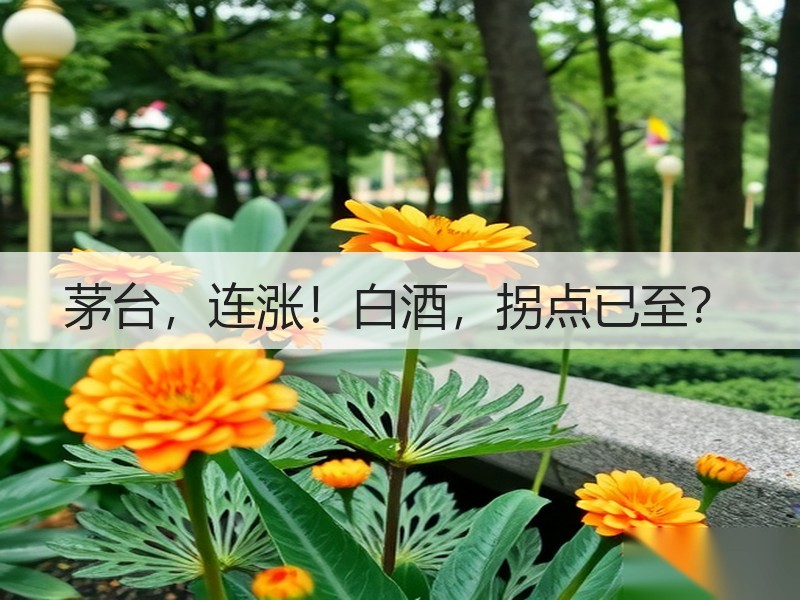 茅台，连涨！白酒，拐点已至？
