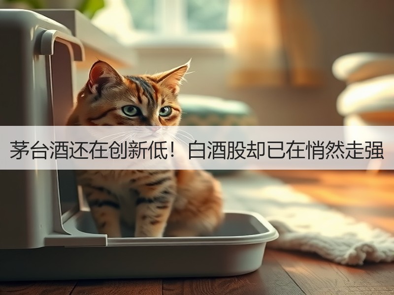 茅台酒还在创新低！白酒股却已在悄然走强