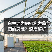 白兰地为何被称为葡萄酒的灵魂?深度解析(图4) 白兰地为何被称为葡萄酒的灵魂?深度解析(图4)