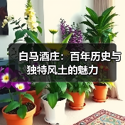白马酒庄:百年历史与独特风土的魅力(图3) 白马酒庄:百年历史与独特风土的魅力(图3)