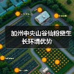 加州中央山谷仙粉黛生长环境优势