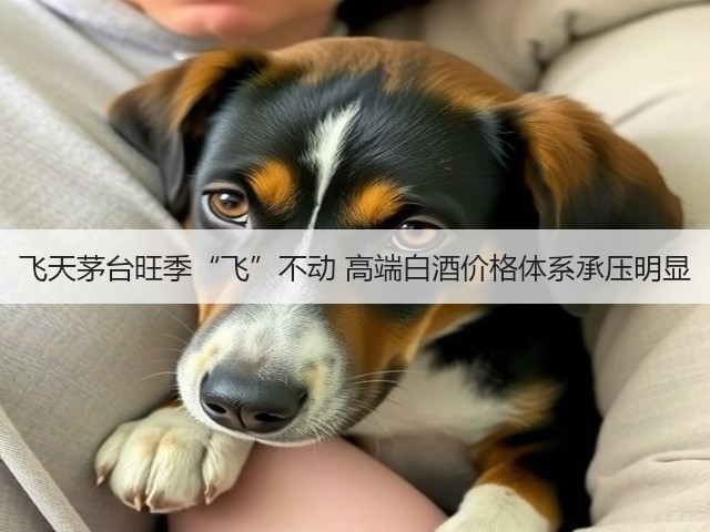 飞天茅台旺季“飞”不动 高端白酒价格体系承压明显(图4) 飞天茅台旺季“飞”不动 高端白酒价格体系承压明显(图4)